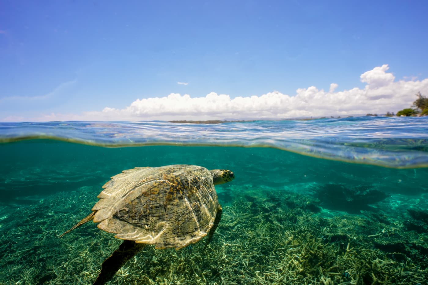 Hawksbill sea turtle underwater in Mauritius
