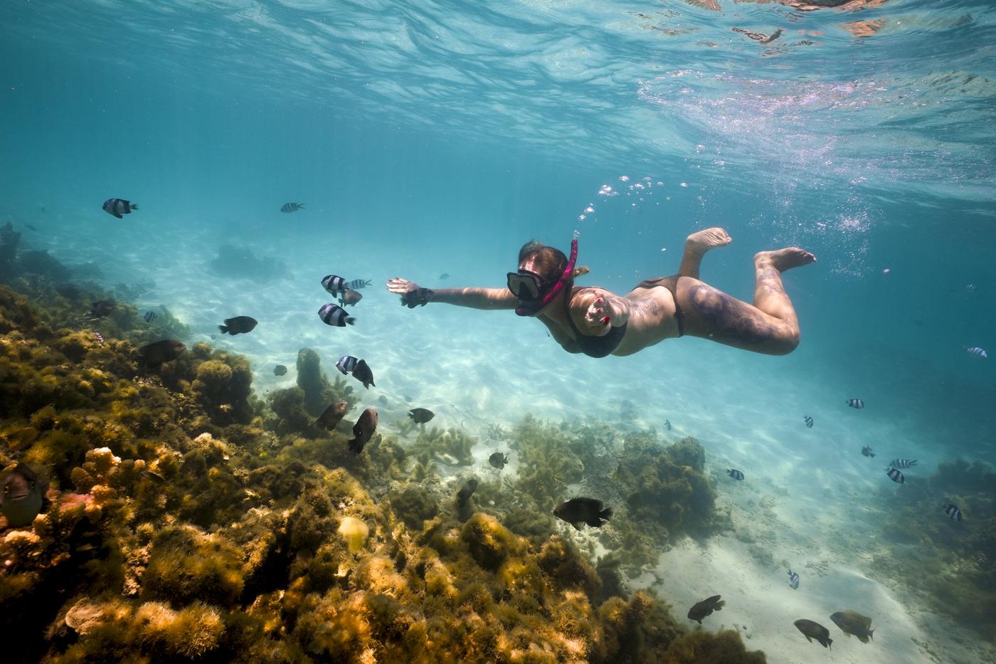 Underwater snorkeler tropical reef fish mauritius